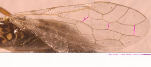 Xyela sp.